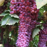 خرید نهال انگور بیدانه