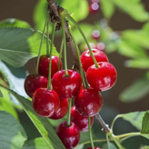 Hungarian cherry seedlings