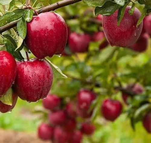خرید نهال سیب مراغه