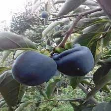 خرمالو سیاه کمیاب