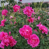 گل محمدی کمیاب
