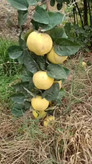 به ترکیه خوش طعم