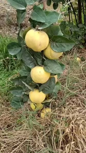 به ترکیه خوش طعم