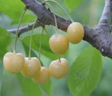 گیلاس سفید رنگ خاص