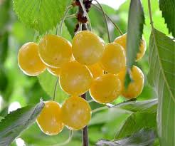 نهال گیلاس کمیاب 