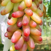 انگور مکیاج کمیاب