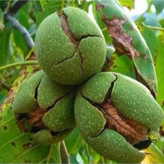 خرید نهال گردو تو سرخ کمیاب