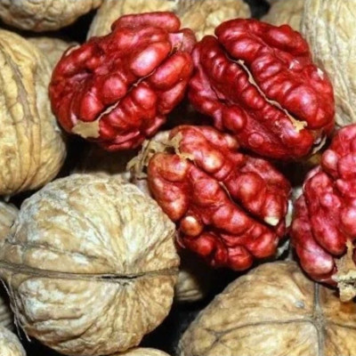 نهال گردو تو سرخ زیبا
