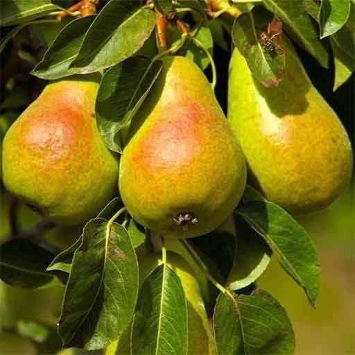 نهال گلابی درگزی کمیاب 