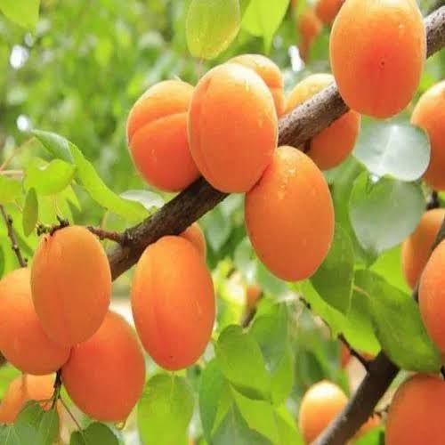 خرید نهال زردآلو کمیاب 