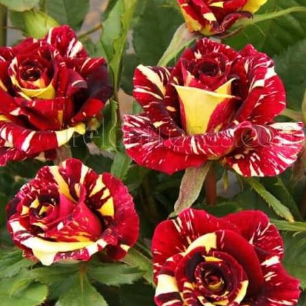 خرید نهال گل رز دو رنگ کمیاب