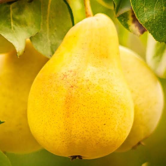 گلابی بارلت زرد رنگ زیبا 