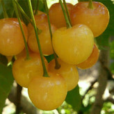 Yellow cherry seedlings
