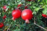 انار دانه سیاه کمیاب