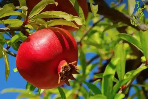 انار دانه سیاه خاص