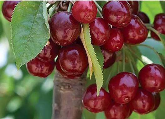 آلبالو گیلاسی خاص و کمیاب 