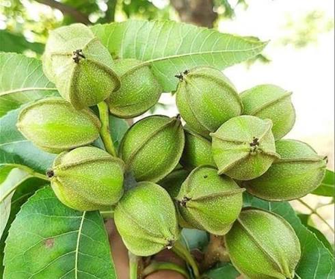 گردو سایز بزرگ کمیاب 