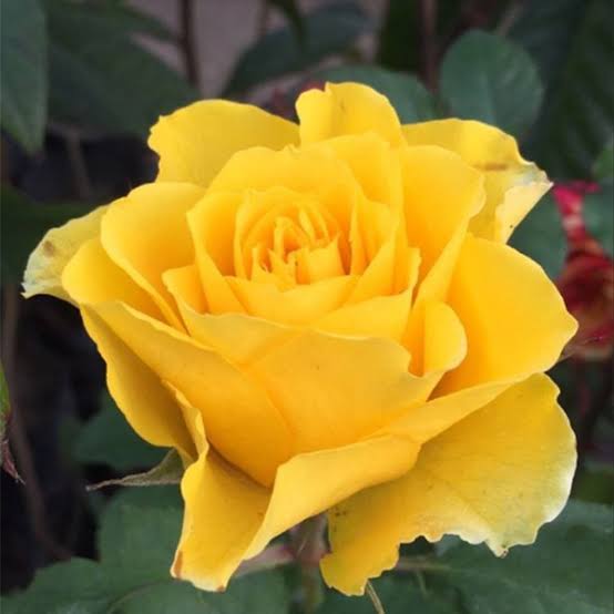 رز هلندی زرد کمیاب 