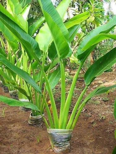 خرید گل نخل مسافر کمیاب