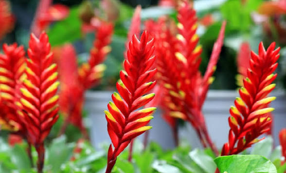 گل ورزیا خوش رنگ 