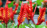 گل ورزیا خوش رنگ