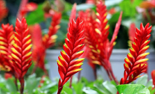 گل ورزیا خوش رنگ
