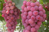 نهال انگور صاحبی خوش طعم