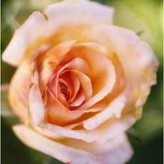 Tahitian Sunset Rose Seedling