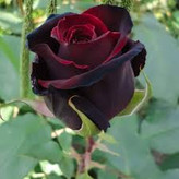 Fragrant red Dutch rose seedlings