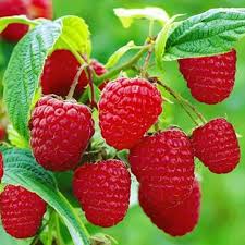 رازبری قرمز رنگ زیبا 