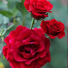 Red fragrant rose seedlings