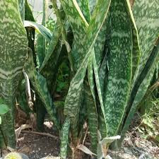 Snakeskin Sansevieria seedlings