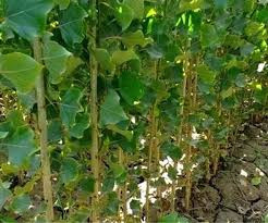 Poplar Nigra sapling