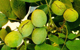 خرید نهال گردو مقاوم