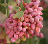 نهال پسته زیبا و خوش طعم