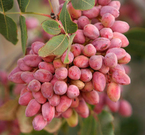 نهال پسته زیبا و خوش طعم