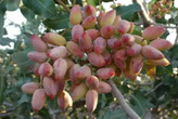 خرید نهال پسته کمیاب