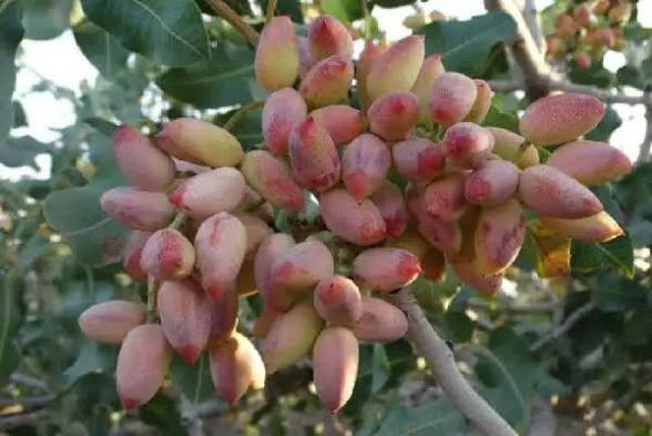خرید نهال پسته کمیاب
