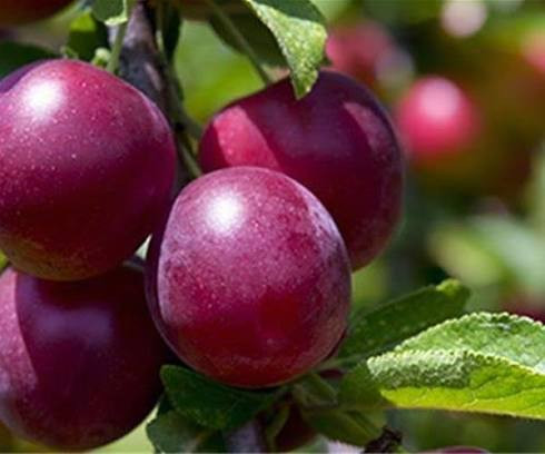 خرید نهال آلو بخارا کمیاب