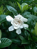 خرید نهال گل مقاوم