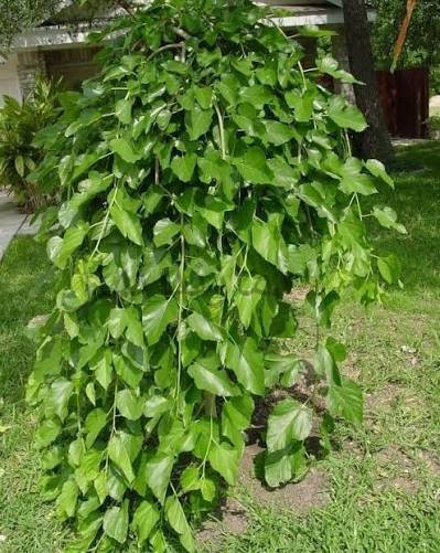 خرید نهال توت مجنون کمیاب