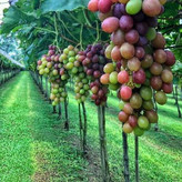 Seven-color grape seedlings