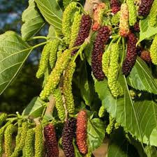 Black Himalayan banana berry seedlings