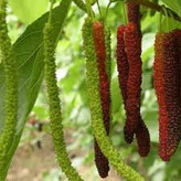 خرید نهال توت موزی مقاوم