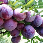 آلو خوش طعم و زیبا