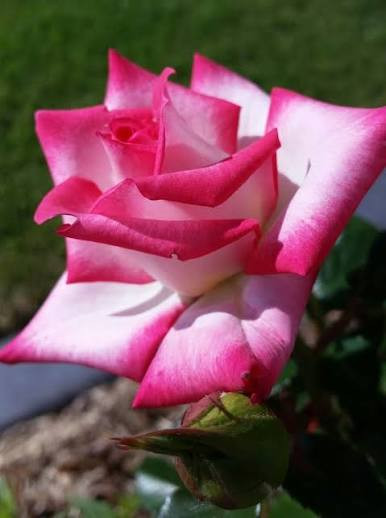 رز هلندی دو رنگ زیبا و خاص