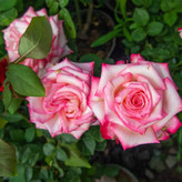 Two-tone Dutch rose seedlings
