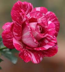 Pinus rose sapling