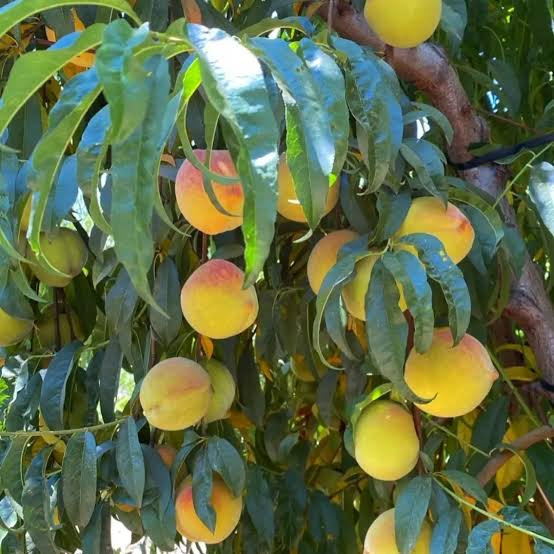خرید نهال هلو انجیری آناناسی کمیاب