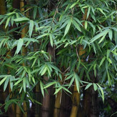 Bamboo seedling